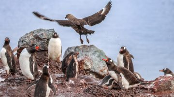 إنفلونزا الطيور تظهر في القطب الجنوبي وتهدد مستعمرات البطريق | علوم – البوكس نيوز