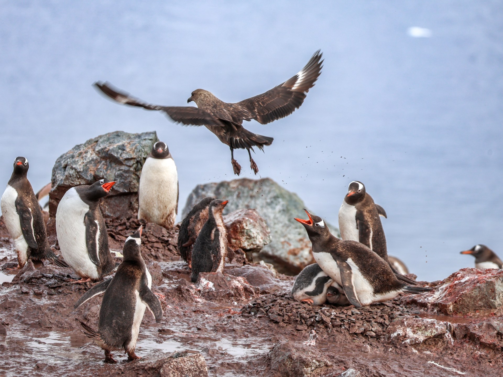 إنفلونزا الطيور تظهر في القطب الجنوبي وتهدد مستعمرات البطريق | علوم – البوكس نيوز