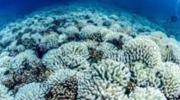 تكنولوجيا  – العلماء يحذرون من حدث تبييض المرجان العالمى على الأرض.. يعنى إيه؟