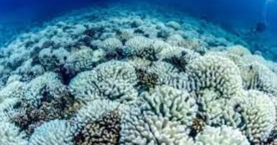 تكنولوجيا  – العلماء يحذرون من حدث تبييض المرجان العالمى على الأرض.. يعنى إيه؟