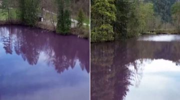 ما سر تحول بحيرة ألمانية إلى اللون الأرجواني؟ | منوعات – البوكس نيوز