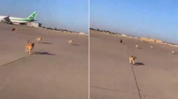 ناشطون يتداولون فيديو لكلاب بمطار بغداد ووزارة النقل ترد | منوعات – البوكس نيوز