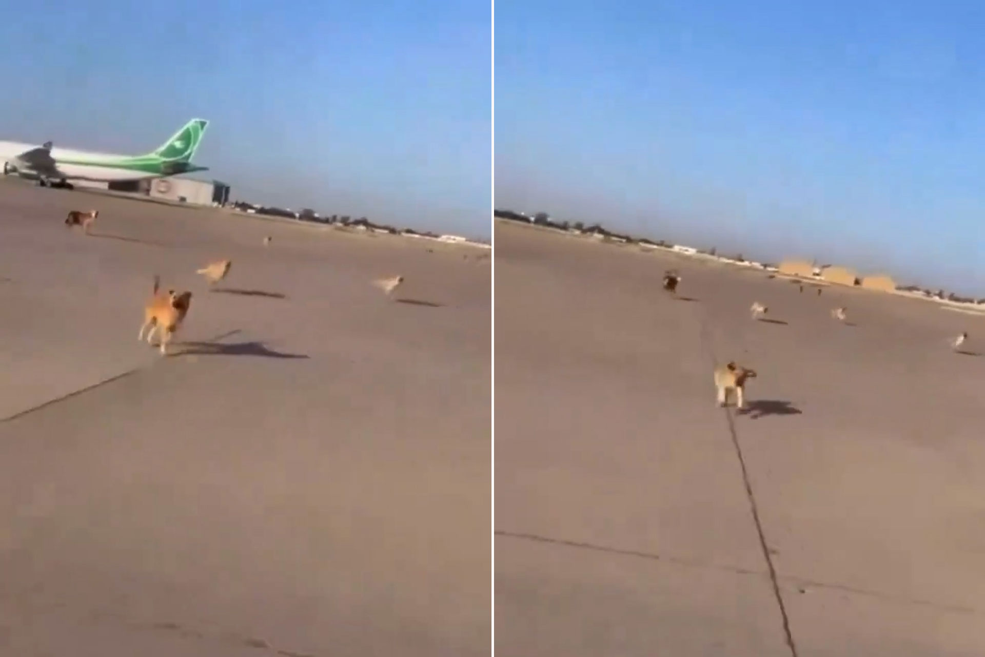 ناشطون يتداولون فيديو لكلاب بمطار بغداد ووزارة النقل ترد | منوعات – البوكس نيوز