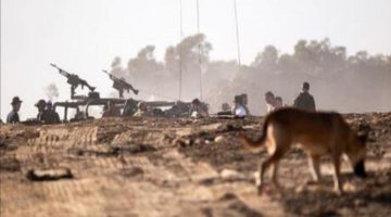 كلاب المستوطنين تهاجم جنودا إسرائيليين في الخليل