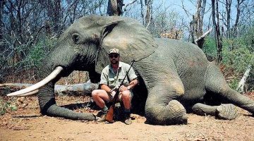 رئيس بتسوانا يهدد بإرسال 20 ألف فيل إلى ألمانيا.. ما القصة وكيف تفاعل مغردون؟ | أخبار – البوكس نيوز