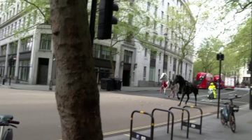 خيول فارّة من معسكر للجيش البريطاني تسبب فوضى وإصابات في وسط لندن | منوعات – البوكس نيوز