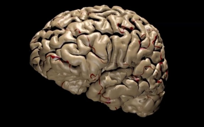 كيف يقرر الدماغ أي الذكريات يجب الاحتفاظ بها وأيها يجب التخلص منها؟ | صحة – البوكس نيوز