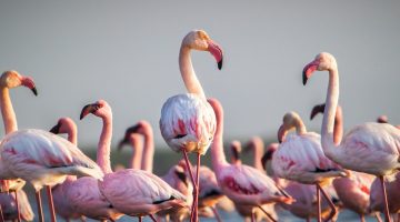 طيور الفلامنغو في خطر بأفريقيا.. بسبب ارتفاع منسوب المياه | علوم – البوكس نيوز