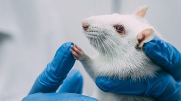 علماء يكشفون أن الفئران يمكنها أن تعد الأرقام مثل البشر | علوم – البوكس نيوز