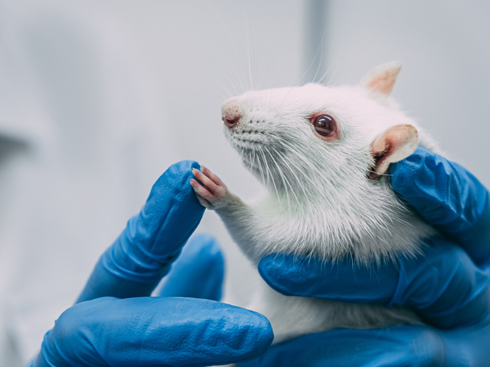 علماء يكشفون أن الفئران يمكنها أن تعد الأرقام مثل البشر | علوم – البوكس نيوز