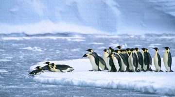 البطريق الإمبراطوري مهدد بالانقراض نهاية هذا القرن | علوم – البوكس نيوز