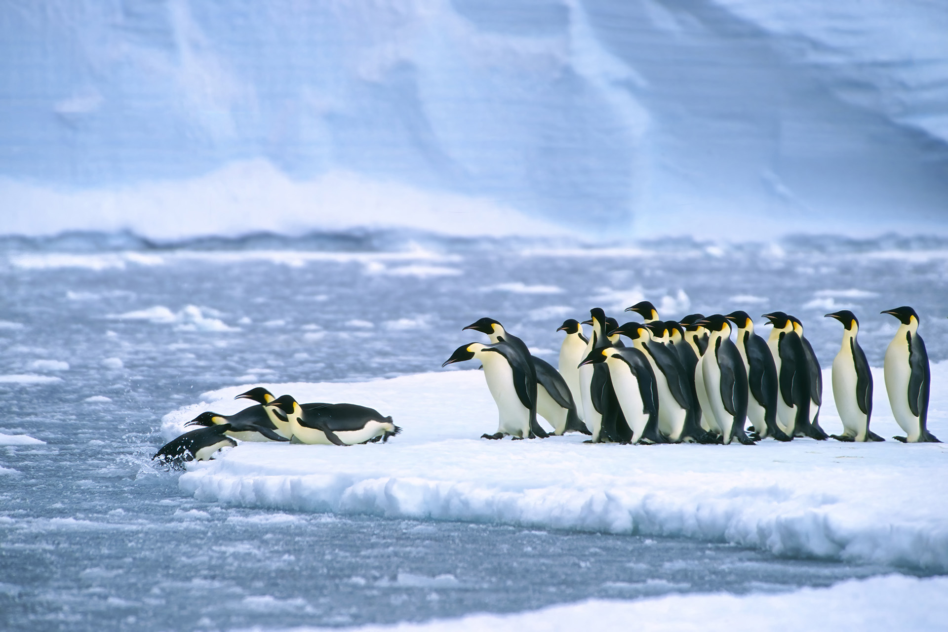 البطريق الإمبراطوري مهدد بالانقراض نهاية هذا القرن | علوم – البوكس نيوز