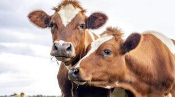 مخترع «الآيبود» يحول تجشؤ البقر إلى ألماس