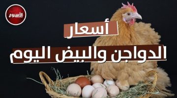 أسعار الدواجن والبيض اليوم الجمعة 31 مايو 2024.. الفراخ البيضاء تسجل هذا الرقم