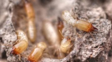 تكنولوجيا  – دراسه جديدة: تغير المناخ يتسبب في تفشي النمل الأبيض على نطاق أوسع