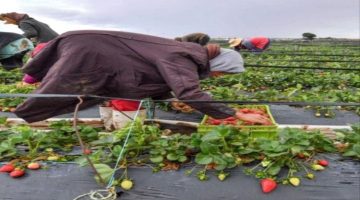 زراعة الفراولة “ذهب تونس الأحمر” تتوسع وسط الصعاب