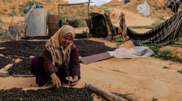 زيت الزيتون في تونس.. شريان مالي وسط تحديات اقتصادية كبيرة | اقتصاد – البوكس نيوز