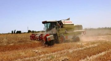 حصاد 127 ألف فدان قمح في أسيوط منذ بدء موسم التوريد