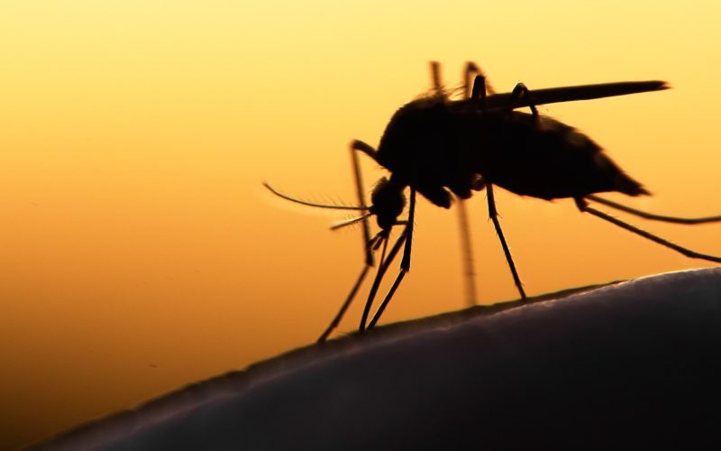 دراسة: تغيّر المناخ يتحكم في آلية انتقال الملاريا في أفريقيا | علوم – البوكس نيوز