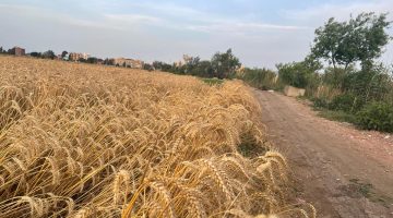 هل بدأت مصر تتخطّى أزمة القمح؟ | سياسة – البوكس نيوز