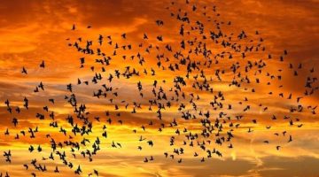 علماء: الطيور تمتلك «نظام سير» خاصاً بها