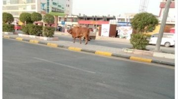 شكوى من تزايد عدد الأبقار المتجولة بشوارع عدن