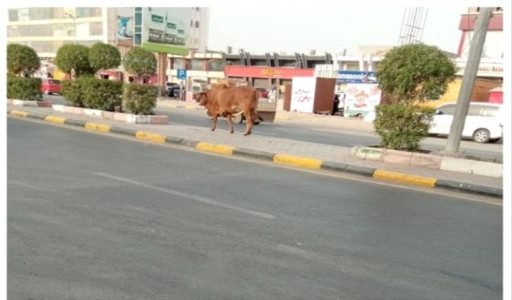 شكوى من تزايد عدد الأبقار المتجولة بشوارع عدن