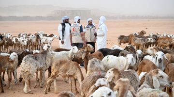 الهلال الأحمر الإماراتي ينفذ مشروع الأضاحي في تشاد