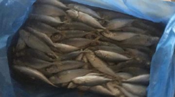 ضبط 7 أطنان ونصف أسماك «ماكريل» فاسدة في كفر الدوار بالبحيرة