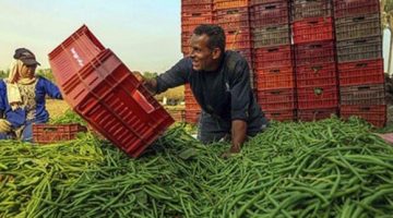 مصر تنجح في تصدير 144 ألف طن من الفاصوليا الجافة والبصل الأخضر